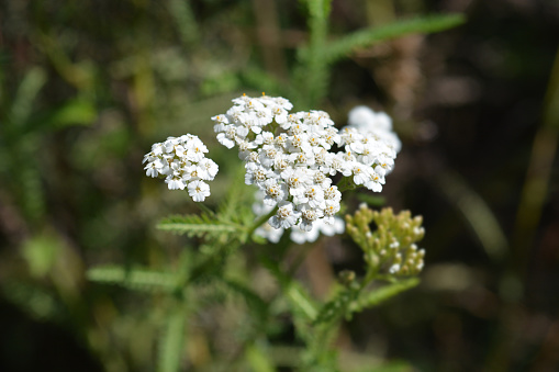 Mountain Yarrow white flower - Latin name - Achillea collina