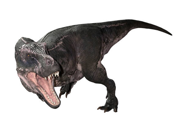 istock 3D illustration dinosaur Tyrannosaurus Rex on white 1180949207