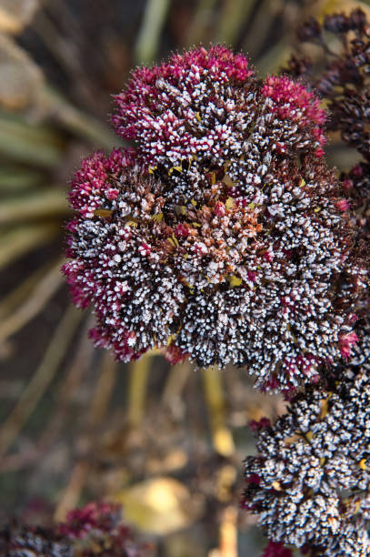istock Flowers after the first frost. 1180949911