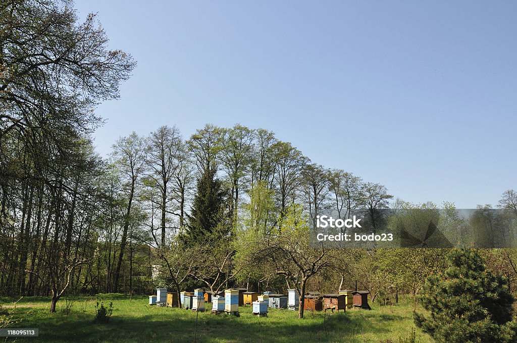 Stand di orticaria - Foto stock royalty-free di Albero