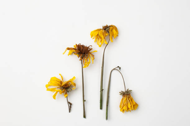 istock Dry yellow chrysanthemum flowers on white background 1180951149