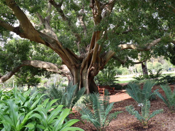 istock Beautiful Sydney Park 1180951431
