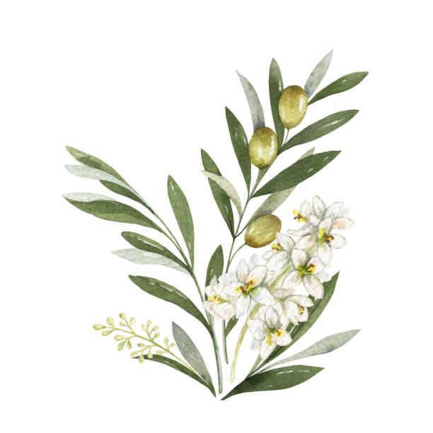 aquarell vektor bouquet von olivenzweigen und blumen. - olive olive tree olive branch food stock-grafiken, -clipart, -cartoons und -symbole