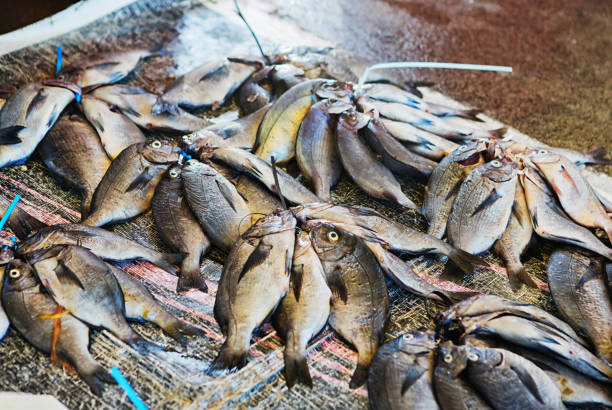 istock Fish catch on quayside tied in bundles 1180951739