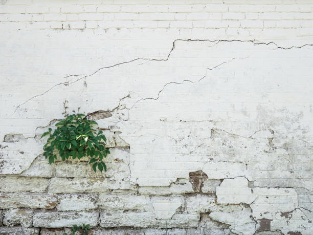 istock old cracked brick wall painted in white paint. Bush grows from the wall 1180951929
