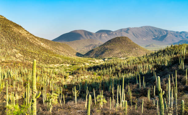 istock Tehuacan-Cuicatlan Biosphere Reserve in Mexico 1180954273