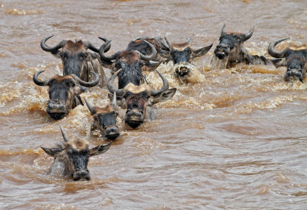 istock Wildbeests Mara River Crossing in Masai Mara NR 1180954787