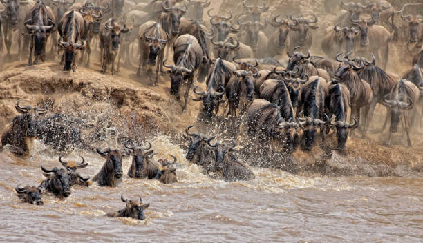 istock Wildbeests Mara River Crossing in Masai Mara NR 1180954811