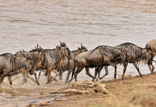 istock Wildbeests Mara River Crossing in Masai Mara NR 1180954846