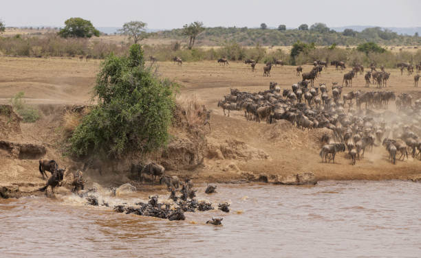 istock Wildbeests Mara River Crossing in Masai Mara NR 1180954859