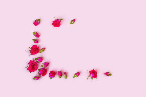 istock Beautiful roses on pink background, top view. 1180955787