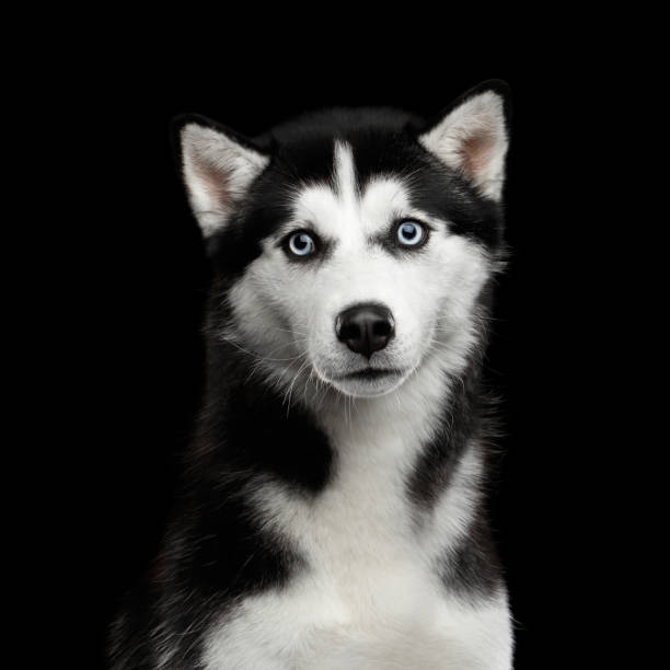 istock Siberian Husky Dog on Isolated Black Background 1180956619