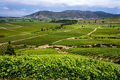 Vineyard producing Chilean wine near Santa Cruz in the Colchagua Valley - Chile - South America