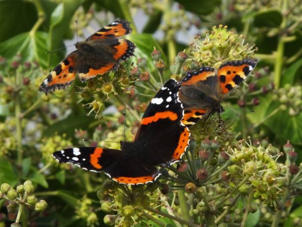 istock Red Admiral and Tortoisehell Butterflies 1180958151