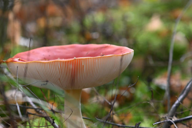 istock Fly mushroom in the forest in autumn 1180959261