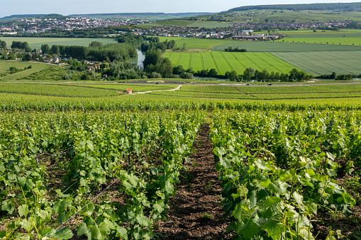 Hautvillers. France. 06.02.12. Vineyards at Hautvillers near Epernay (in background), south of Reims in northern France. Epernay is best known as the principal \