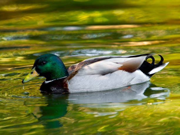 istock Mallard or Blue swimming in the water 1180959739