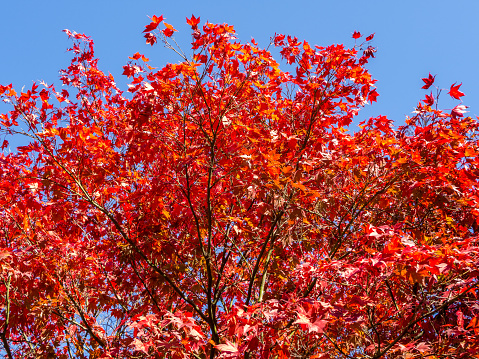 Red Tree in the Autumn