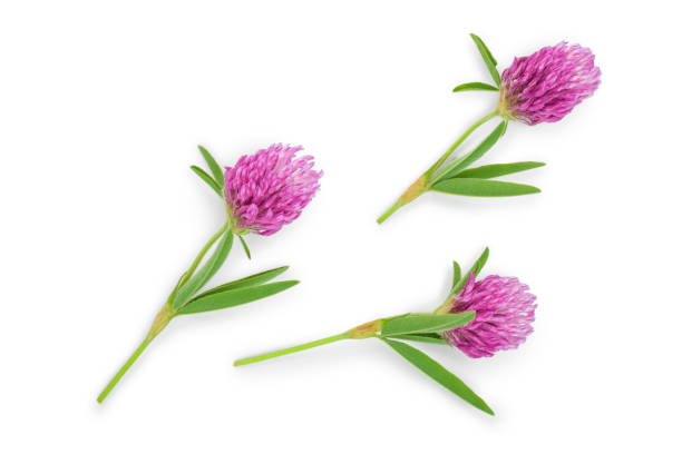istock Clover or trefoil flower medicinal herbs isolated on white background. Top view. Flat lay 1180961089