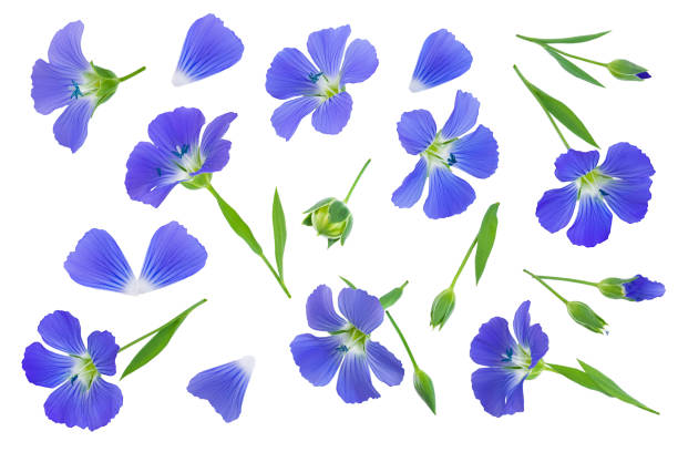 istock flax flowers or Linum usitatissimum on a white background with copy space for your text. Top view, flat lay 1180961099