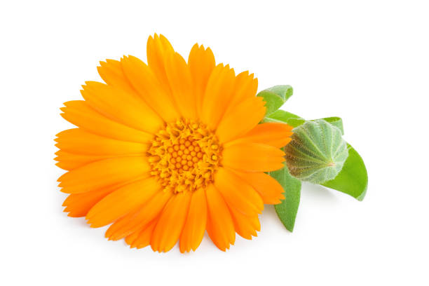 istock Calendula. Marigold flower isolated on white background 1180961100