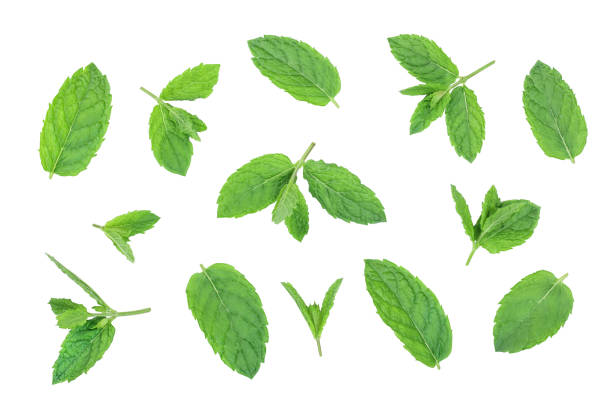 istock fresh green mint leaves isolated on white background, top view. Flat lay 1180961101