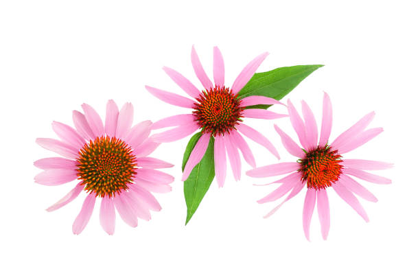 istock Coneflower or Echinacea purpurea isolated on white background, Top view. Flat lay. 1180961103