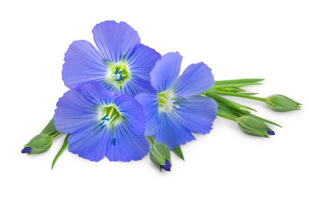 istock Flax blue flowers closeup isolated on white background 1180961156