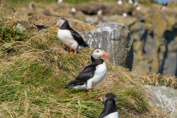 istock Puffins sitting in the grass 1180964363