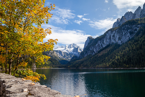 Mount Dachstein seen from famous Lake Gosau, Austria. A colorfull autumn spectacle is ongoing in the alps with a yellow, orange maple tree nicely illuminted by the sun.