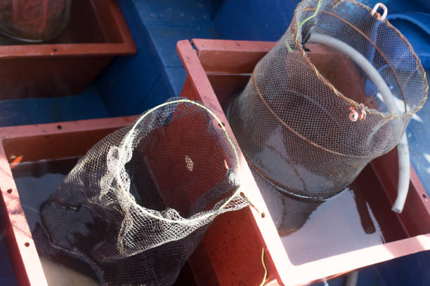istock Sea fishing with octopus in net 1180964816