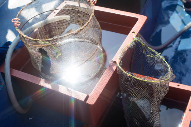 istock Sea fishing with octopus in net 1180964857