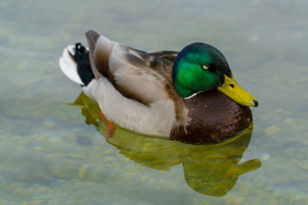 Cloes-Up of a swimming duck on a sunny day - Drake Mallard