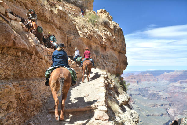 promenades en mulet depuis le fond du grand canyon - mule grand canyon canyon riding photos et images de collection