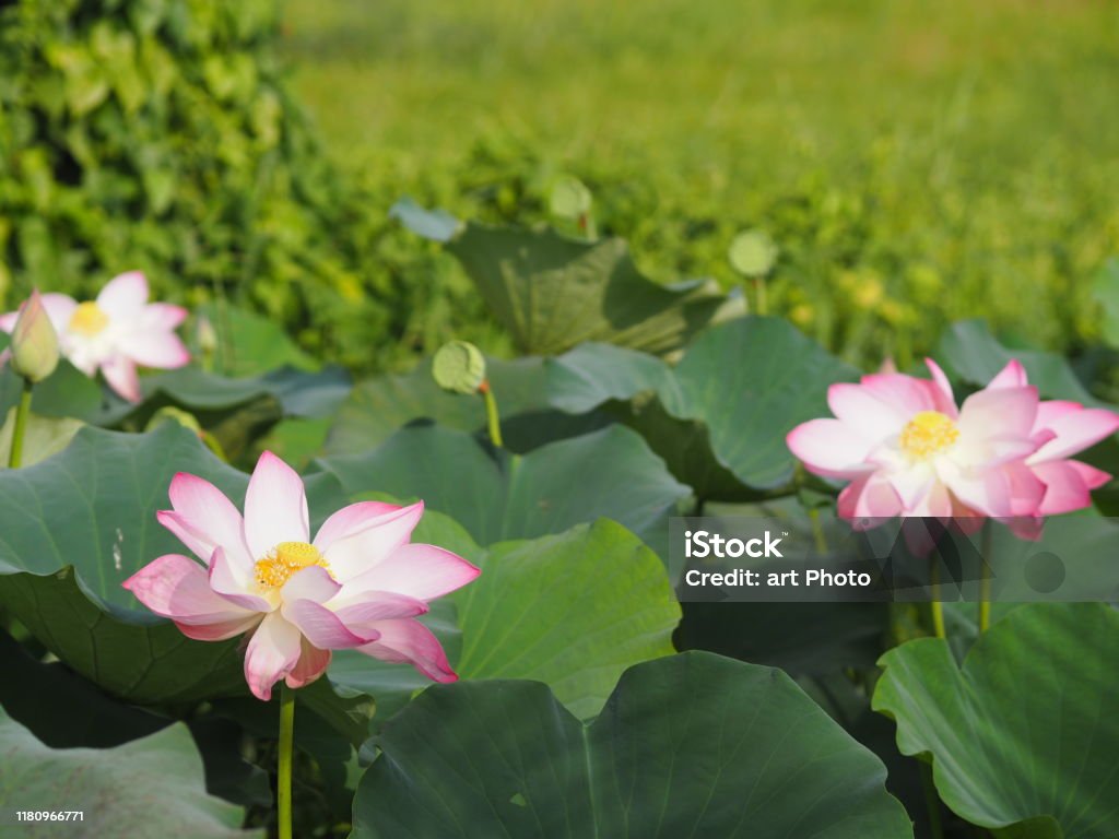 Plantae Indian Sacred Lotus Bean Of India Nelumbo Nelumbonaceae ...