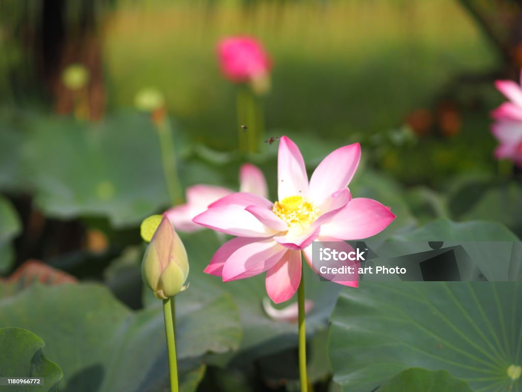 Plantae Indian Sacred Lotus Bean Of India Nelumbo Nelumbonaceae ...