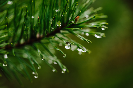 Closeup droplets of clean water on green twig of conifer tree in nature