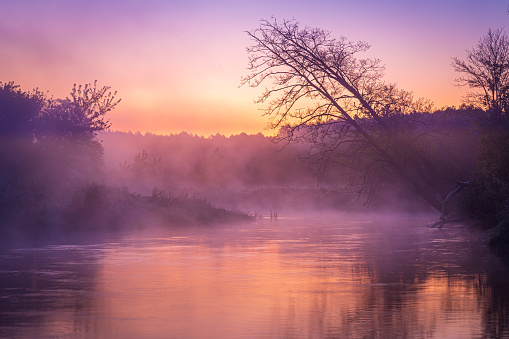 Leaning trees over river in fog during sunrise. Meandering river, trees and bushes in pink and yellow light of sunrise.