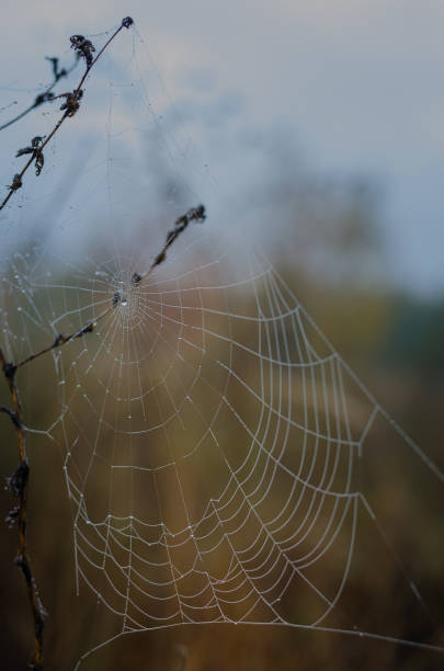 istock Beautiful silk web threads descend from the stem of field herbs. 1180967429