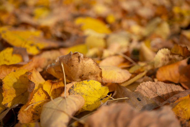 istock Yellow and orange foliage / leaves 1180968440