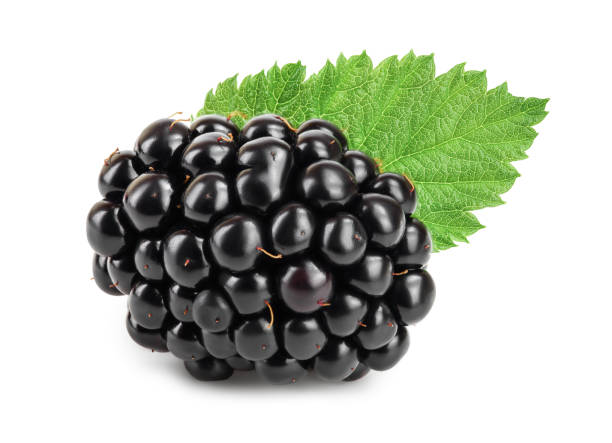 istock blackberry with leaf isolated on a white background closeup 1180969170