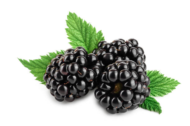 istock blackberry with leaf isolated on a white background closeup 1180969201