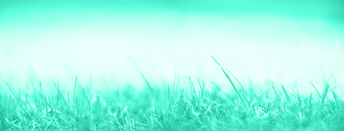 Fresh green spring grass with sun leaks effect, copy space. Soft Focus. Abstract nature in mint color background.Trendy green and turquoise color. Banner.