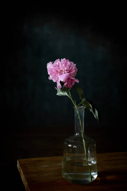 istock Pink peony in a glass vase on a table on a black background 1180969436