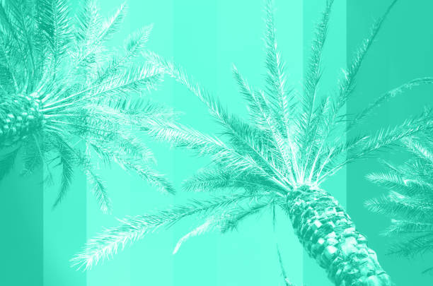 trendy mint color colored palm trees on sky background. fantastic toned photo light leaks. tropical, exotic vacation. trendy green and turquoise color. creative banner. summer travel concept. - tropical music imagens e fotografias de stock