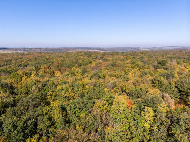 istock Beautiful green, orange and red autumn forest 1180969905