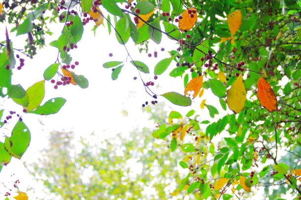 in the process of ripening the fruit