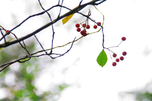 in the process of ripening the fruit