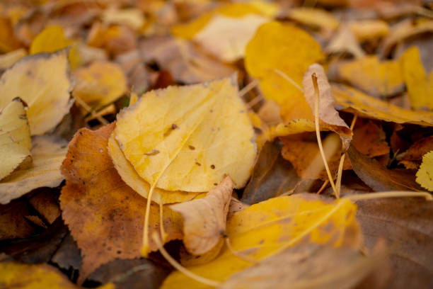 istock Yellow and orange foliage / leaves 1180970298
