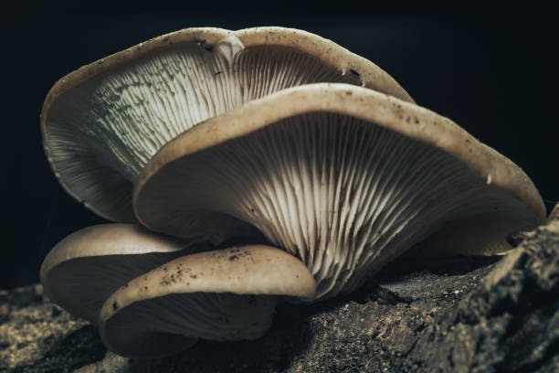 istock Close up Beautiful growing mushrooms in the old walnut tree on black background. 1180970705
